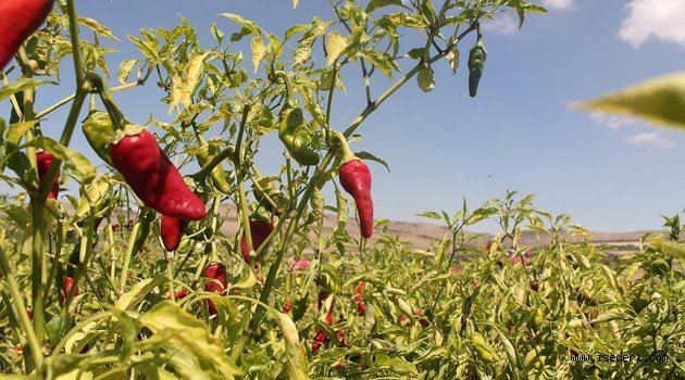 Acı biber ömrü uzatıyor