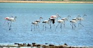 Çorak Göl'deki flamingolar ziyaretçilerini bekliyor