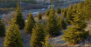 İstanbul'da 6 bin 500 hektarlık alan ağaçlandırılacak