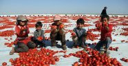 Kurutulan Türk domatesleri Avrupa mutfağında