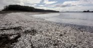Şili'de 600 Ton Balık Kıyıya Vurdu
